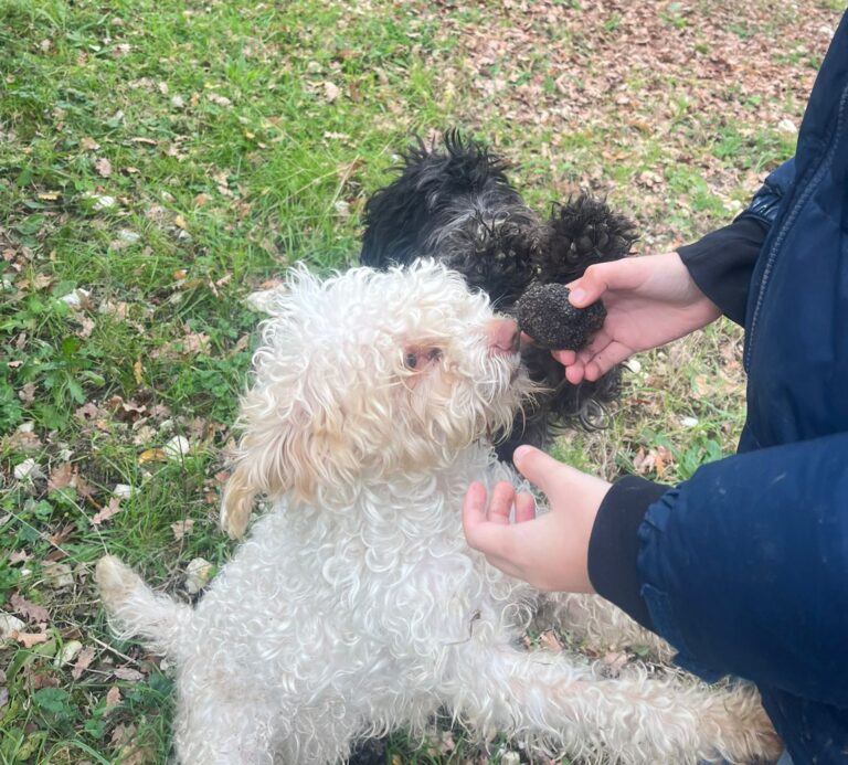 Umbria Culinary Truffle Hunting