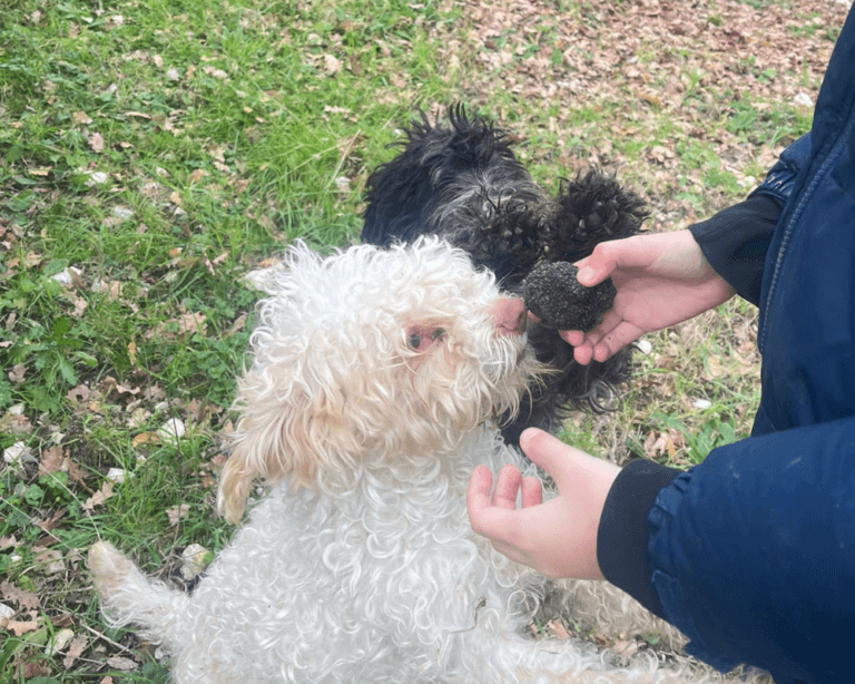 truffle hunting in Umbria